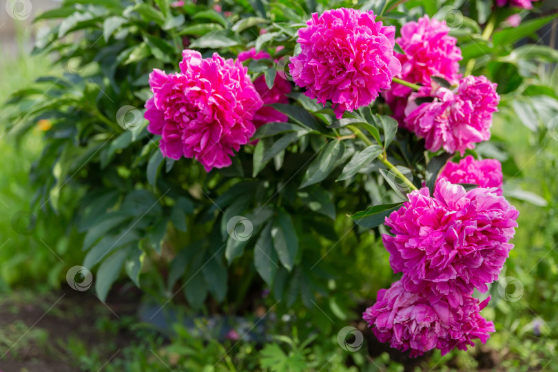 Скачать пышный бутон цветка пиона на фоне зеленой листвы. Естественный фон. Поздравительная открытка к празднику фотосток Ozero