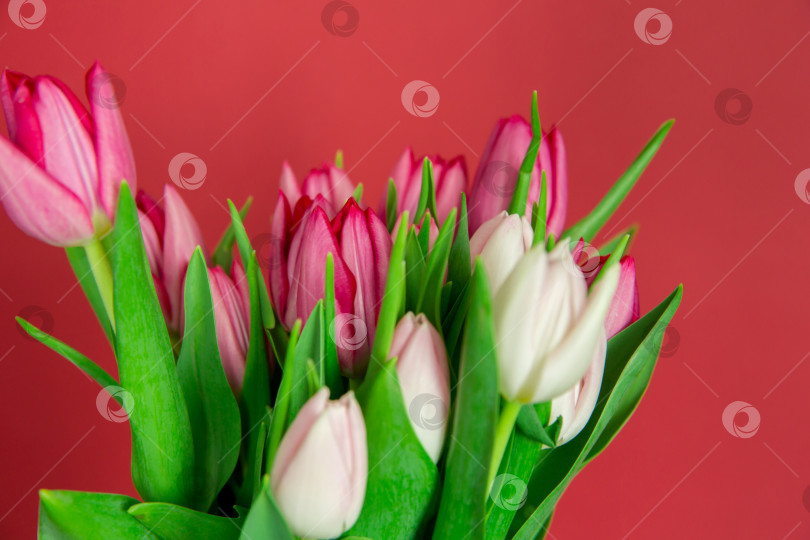 Скачать Весенние сезонные цветы тюльпаны на простом фоне фотосток Ozero