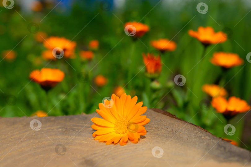 Скачать деревянный столик перед цветами календулы. Для монтажа вашего изделия фотосток Ozero