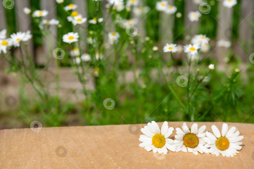 Скачать деревянный стол из досок перед цветами ромашки фотосток Ozero