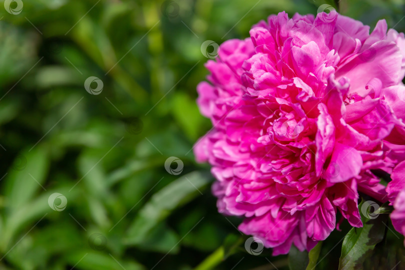 Скачать пышный бутон цветка пиона на фоне зеленой листвы. Поздравительная открытка к празднику фотосток Ozero