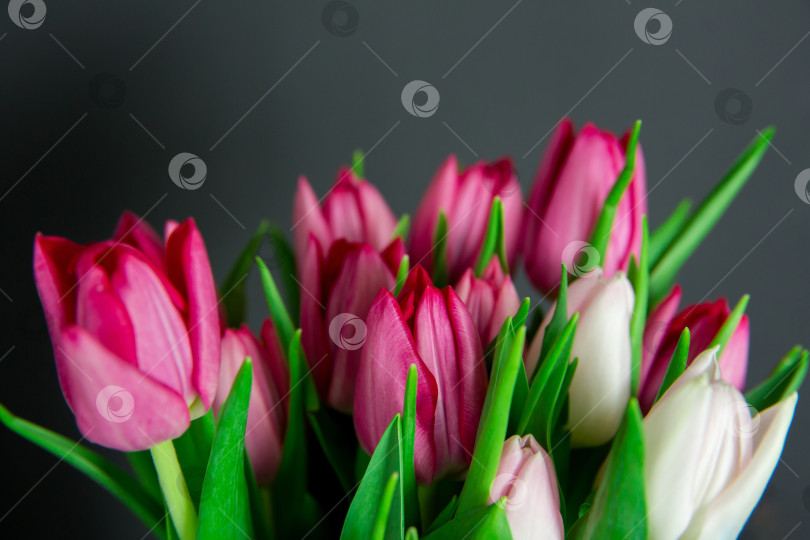 Скачать Весенние сезонные цветы тюльпаны на простом фоне фотосток Ozero