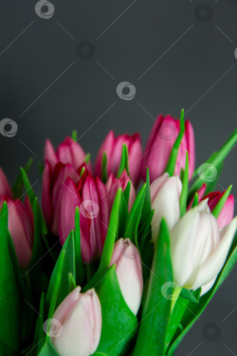 Скачать Весенние сезонные цветы тюльпаны на простом фоне фотосток Ozero