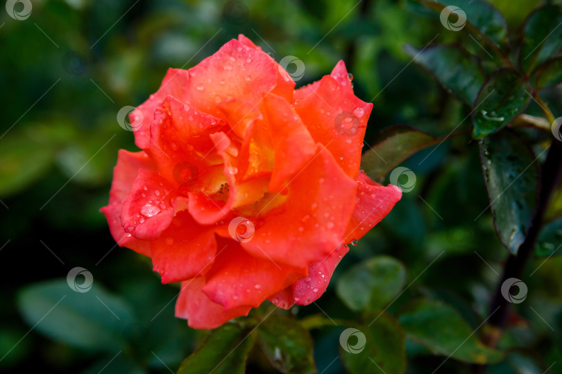 Скачать Красная роза в каплях росы. Природа, ферма. фотосток Ozero