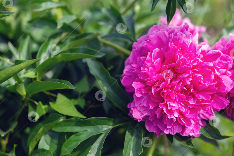 Скачать пышный бутон цветка пиона на фоне зеленой листвы. Поздравительная открытка к празднику фотосток Ozero