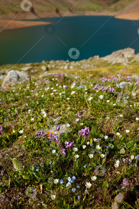 Скачать цветочные поляны на берегу горного озера фотосток Ozero