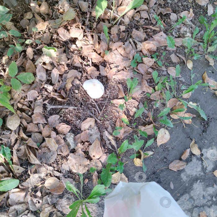 Скачать Рядовка. фотосток Ozero