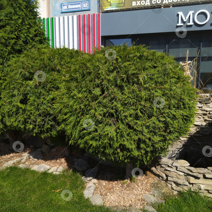 Скачать Туя. фотосток Ozero