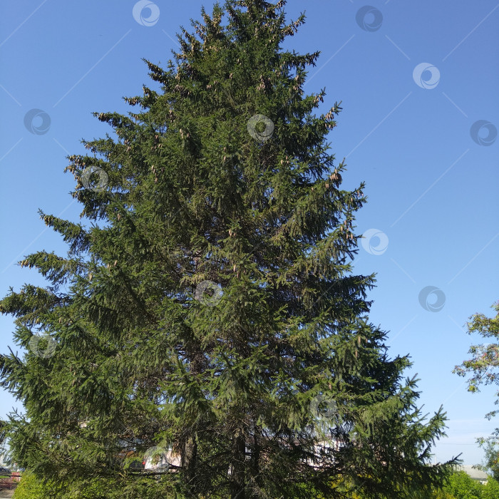 Скачать Ель. фотосток Ozero