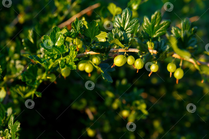 Скачать крыжовник растет на кусте в саду фотосток Ozero