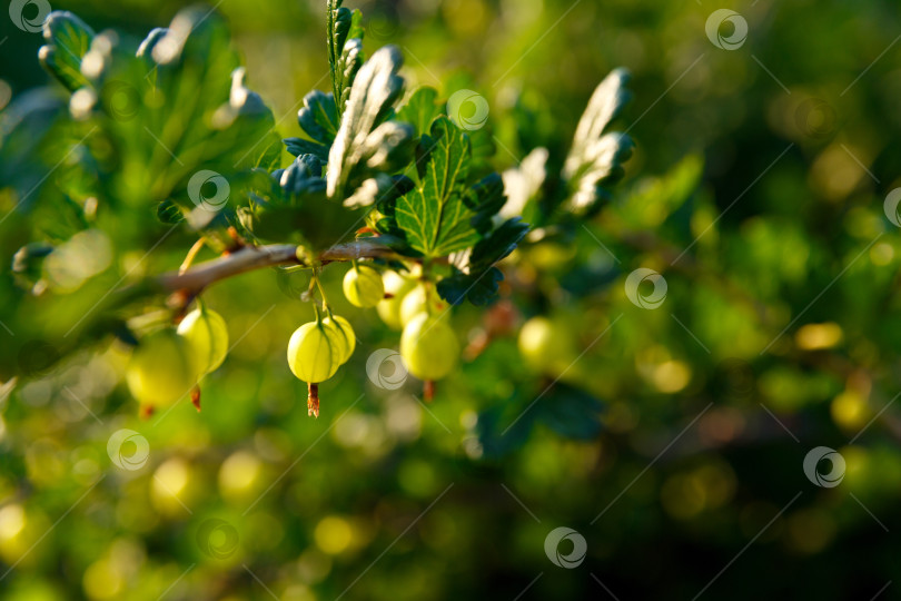 Скачать крыжовник растет на кусте в саду фотосток Ozero