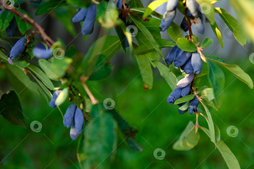 Скачать ягода жимолости растет на ветке в саду фотосток Ozero