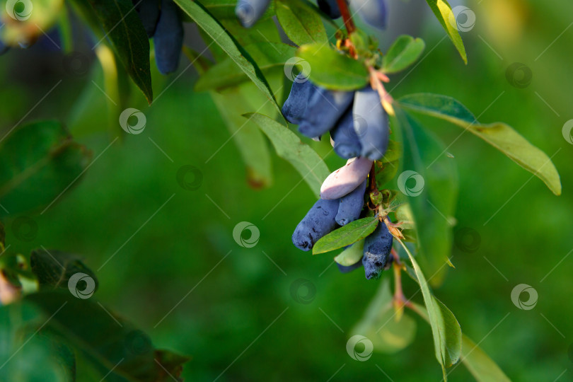 Скачать ягода жимолости растет на ветке в саду фотосток Ozero