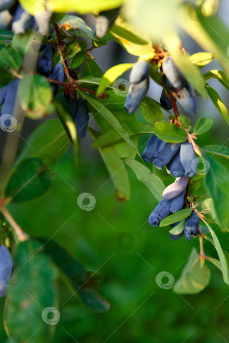 Скачать ягода жимолости растет на ветке в саду фотосток Ozero
