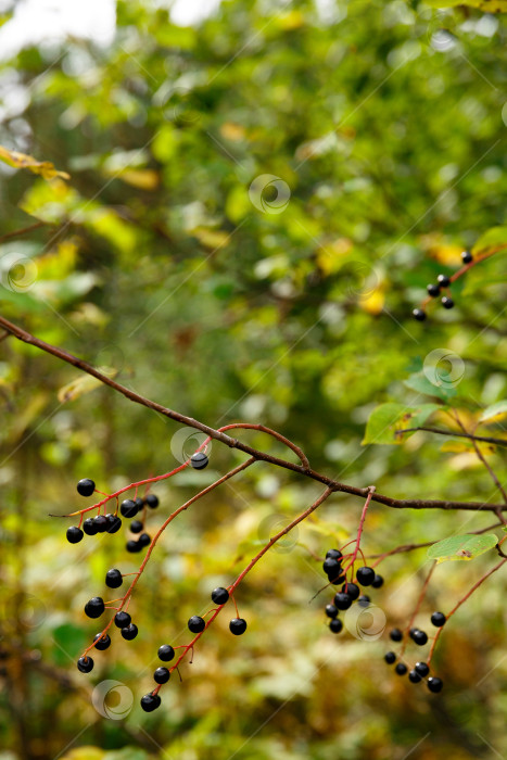 Скачать ягода черемухи в осеннем лесу фотосток Ozero