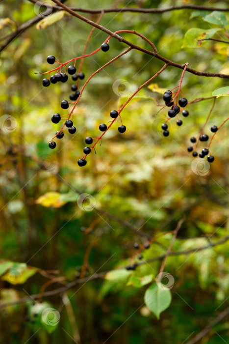 Скачать ягода черемухи в осеннем лесу фотосток Ozero