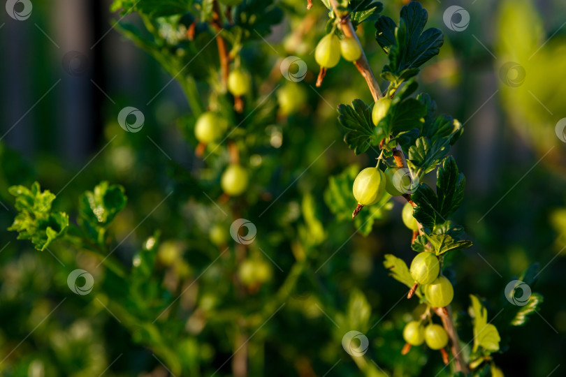 Скачать крыжовник растет на кусте в саду фотосток Ozero