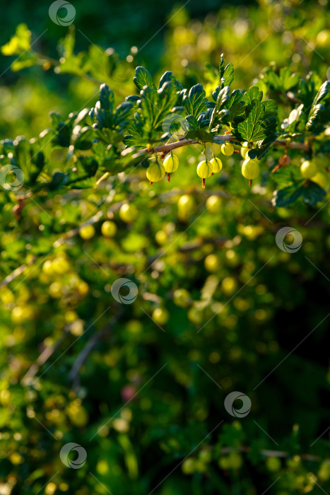 Скачать крыжовник растет на кусте в саду фотосток Ozero