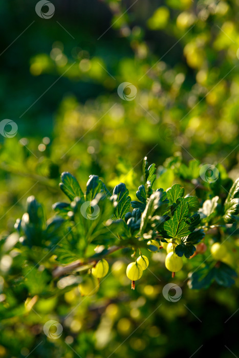 Скачать крыжовник растет на кусте в саду фотосток Ozero