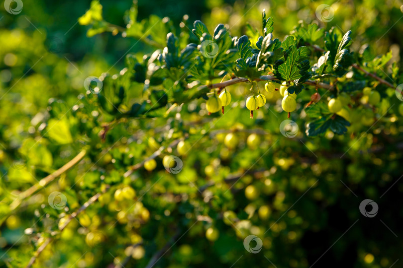 Скачать крыжовник растет на кусте в саду фотосток Ozero