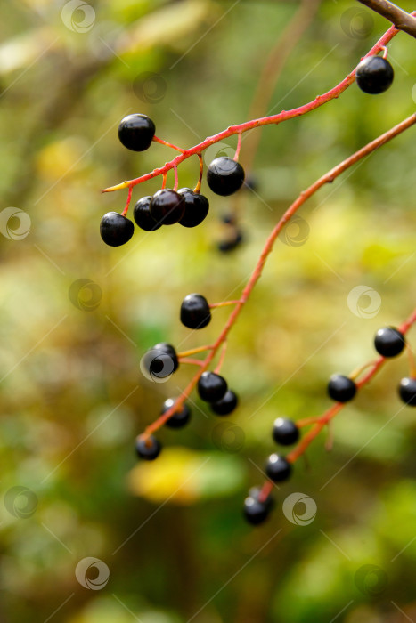 Скачать ягода черемухи в осеннем лесу фотосток Ozero