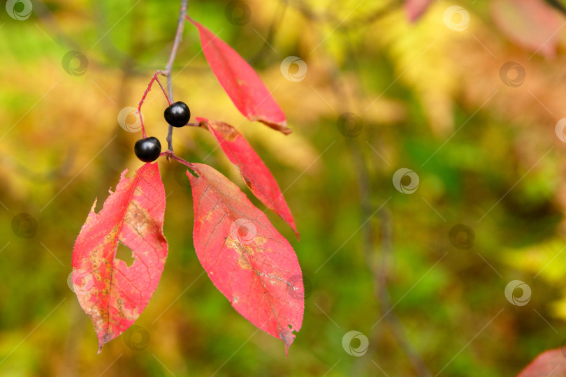 Скачать ягода черемухи в осеннем лесу фотосток Ozero
