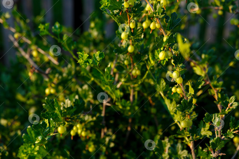Скачать крыжовник растет на кусте в саду фотосток Ozero