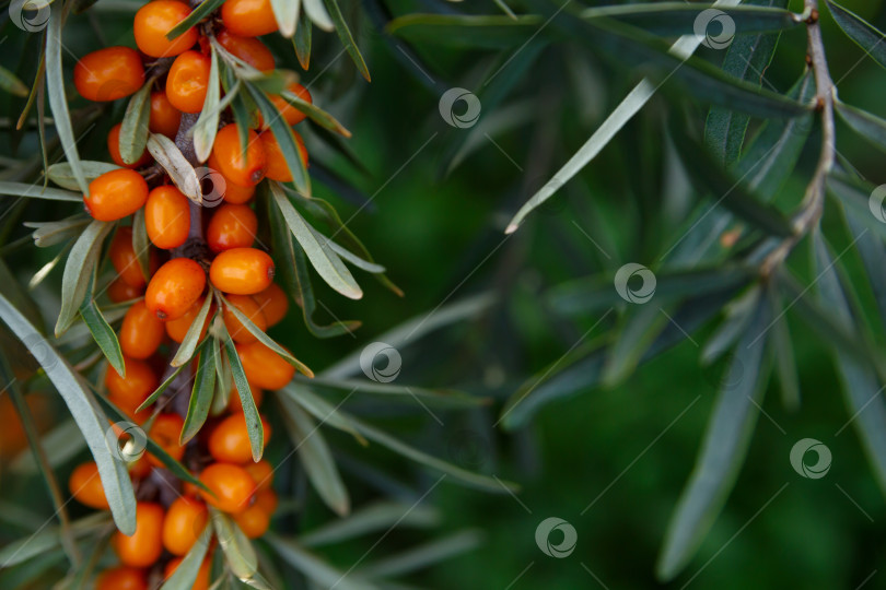 Скачать Полезные ягоды облепихи. Предыстория, медицина, чай фотосток Ozero