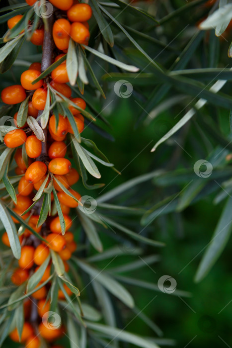 Скачать Полезные ягоды облепихи. Предыстория, медицина, чай фотосток Ozero