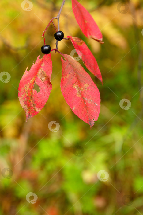 Скачать ягода черемухи в осеннем лесу фотосток Ozero
