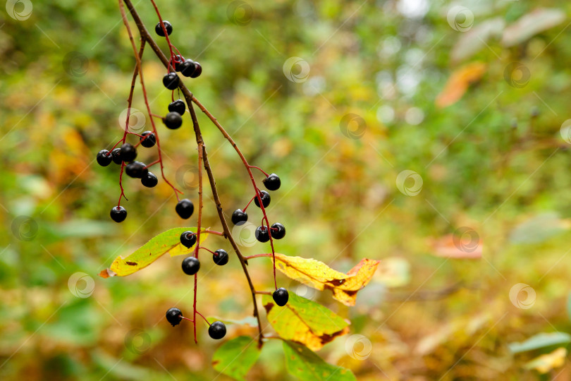 Скачать ягода черемухи в осеннем лесу фотосток Ozero