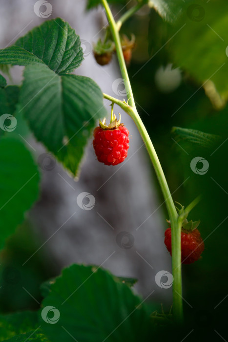 Скачать Сладкая малина на кусте. Ферма, здоровье фотосток Ozero