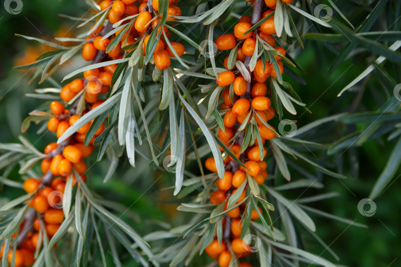 Скачать Полезные ягоды облепихи. Предыстория, медицина, чай фотосток Ozero