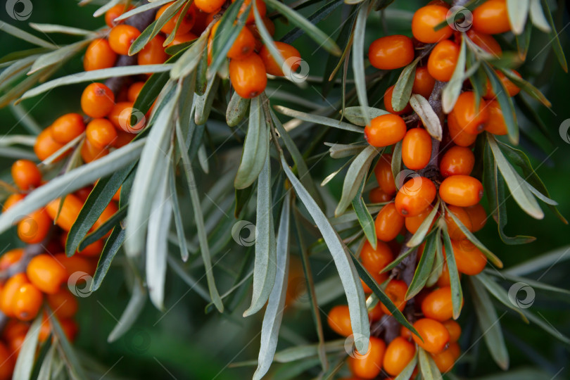 Скачать Полезные ягоды облепихи. Предыстория, медицина, чай фотосток Ozero
