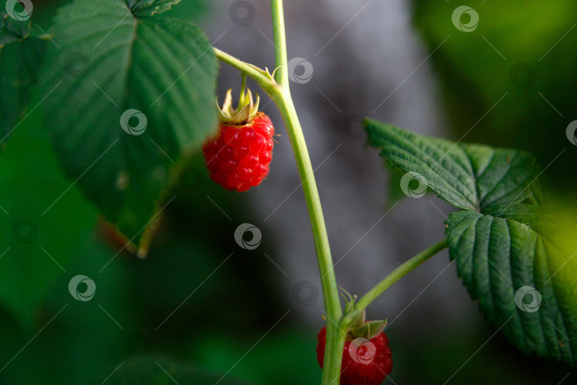 Скачать Сладкая малина на кусте. Ферма, здоровье фотосток Ozero