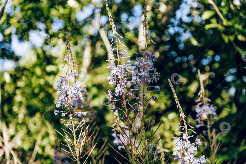 Скачать Высокие разноцветные полевые цветы, растения, природные сорняки, растущие в красивом лесном ландшафте фотосток Ozero