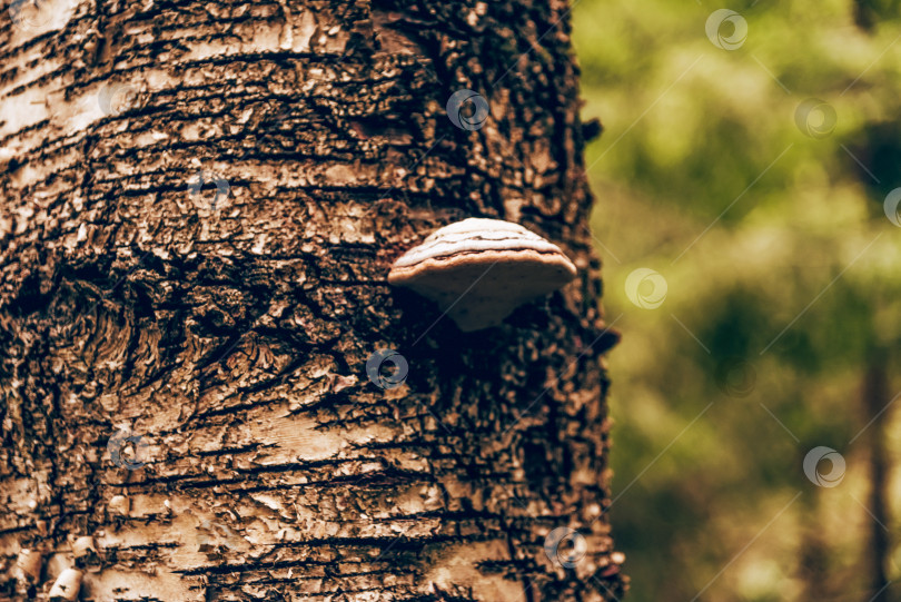 Скачать Грибы-паразиты органические грибы растут на коре дерева во влажном темном лесу фотосток Ozero