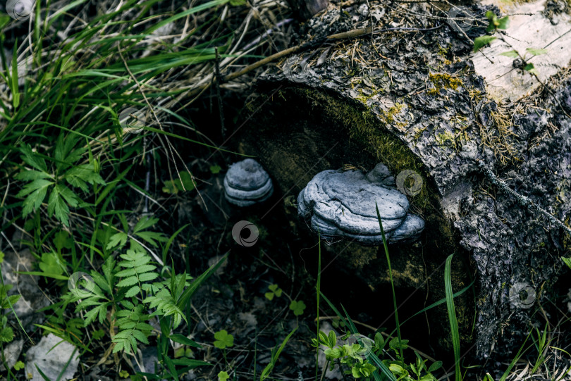 Скачать Грибы-паразиты органические грибы растут на коре дерева во влажном темном лесу фотосток Ozero