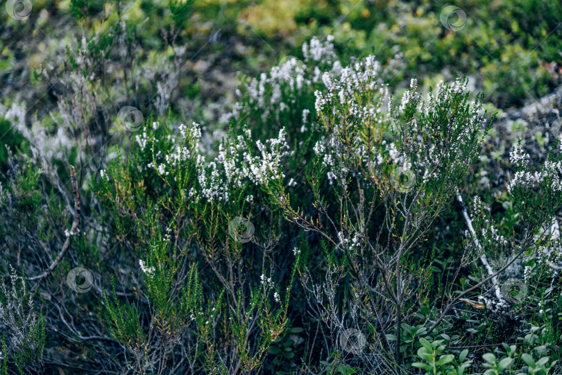 Скачать Высокие разноцветные полевые цветы, растения, природные сорняки, растущие в красивом лесном ландшафте фотосток Ozero