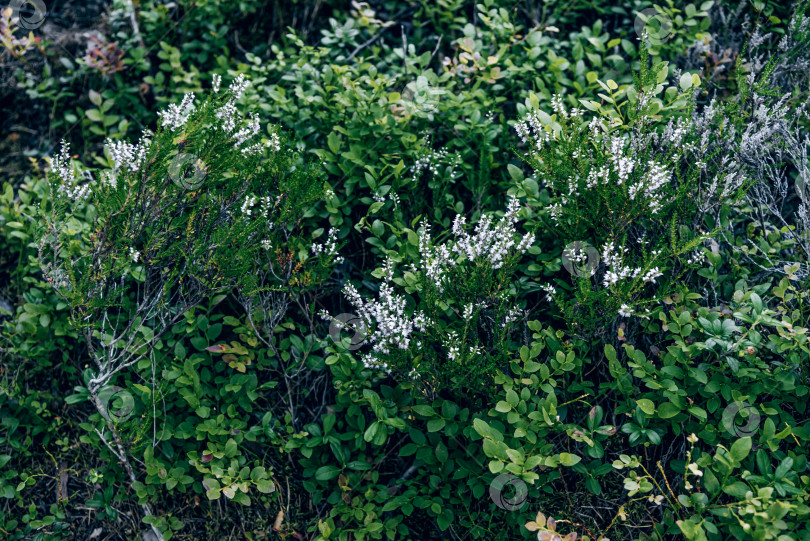 Скачать Высокие разноцветные полевые цветы, растения, природные сорняки, растущие в красивом лесном ландшафте фотосток Ozero