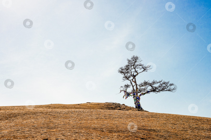 Скачать Шаманское дерево для ритуалов на острове Ольхон на берегу озера Байкал, Сибирь, Россия фотосток Ozero