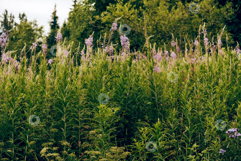 Скачать Высокие разноцветные полевые цветы, растения, природные сорняки, растущие в красивом лесном ландшафте фотосток Ozero