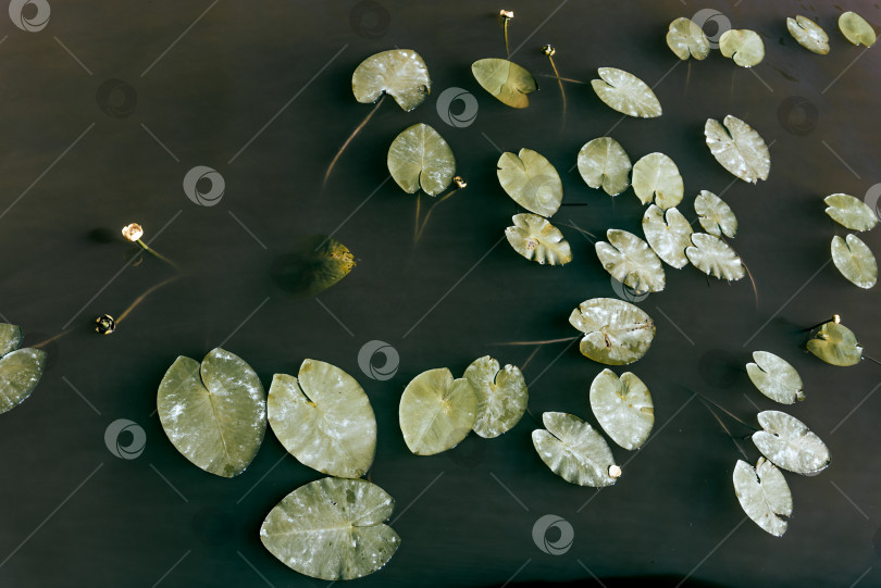 Скачать Зеленые листья водяной лилии листва цветок плавающий на естественной поверхности озера пруда фотосток Ozero
