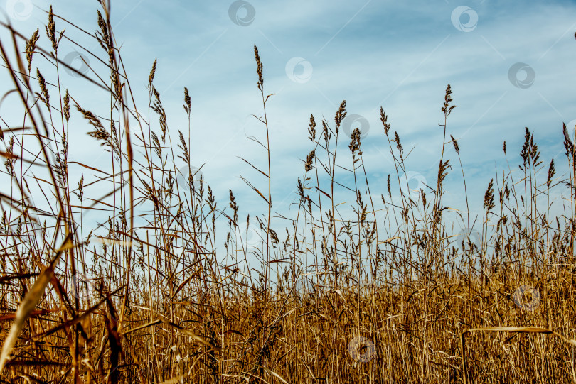 Скачать Сухое желто золотистое растение тростник трава сорняк растет на берегу пруда озера моря снаружи фотосток Ozero