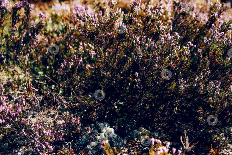Скачать Дикие кустарники с мелкими сиреневыми полевыми цветами в густом природном лесном саду фотосток Ozero