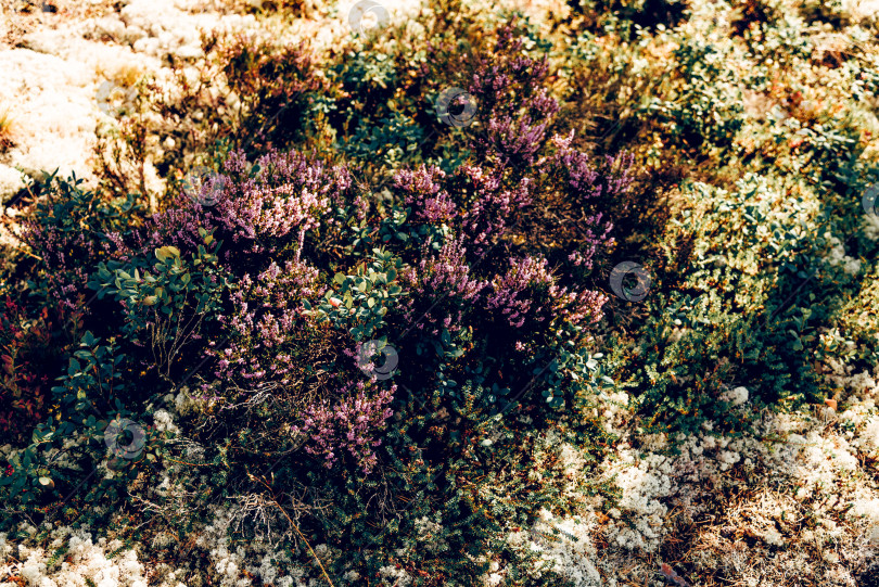 Скачать Дикие кустарники с мелкими сиреневыми полевыми цветами в густом природном лесном саду фотосток Ozero