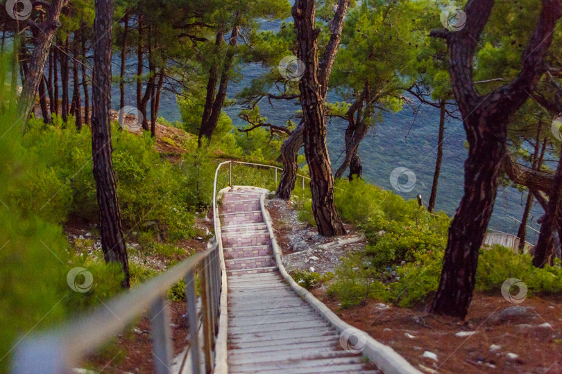 Скачать Курорт Геленджик, Черное море. Лестница, спускающаяся к морю в районе Голубой бухты. Вокруг пицундские сосны. фотосток Ozero