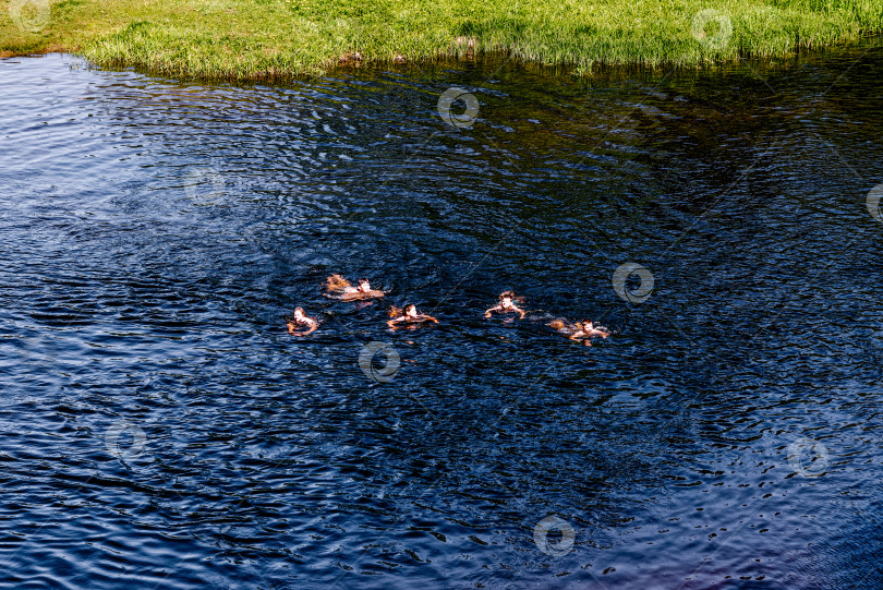 Скачать Москва, Россия, 30 мая 2020 года, компания детей-подростков купается в пруду ривер-лейк солнечным летним днем на каникулах фотосток Ozero