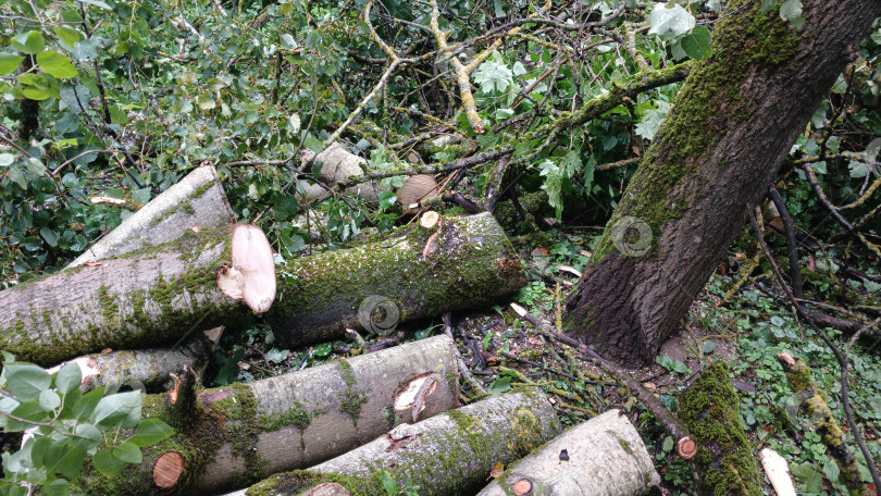 Скачать Спиленные деревья фотосток Ozero