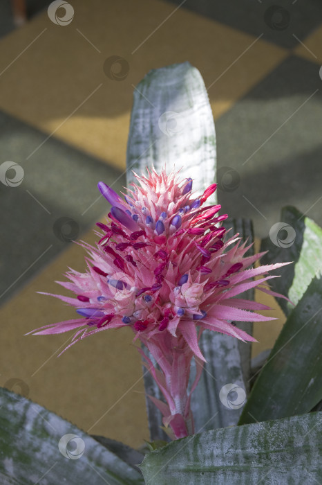 Скачать Цветущая серебряная ваза (лат. Aechmea fasciata). фотосток Ozero